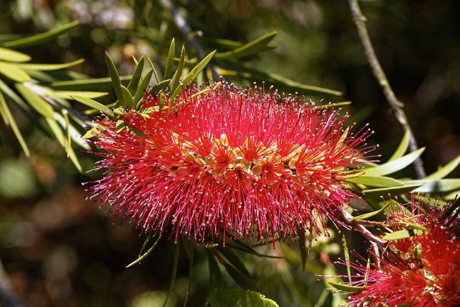 Jardin Botanique de la Bastide-031